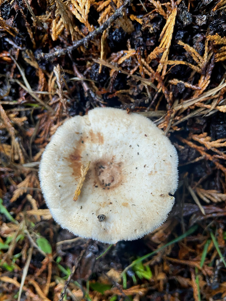 Photo by Sarah Ebdon Ripartites tricholoma by Sarah Ebdon